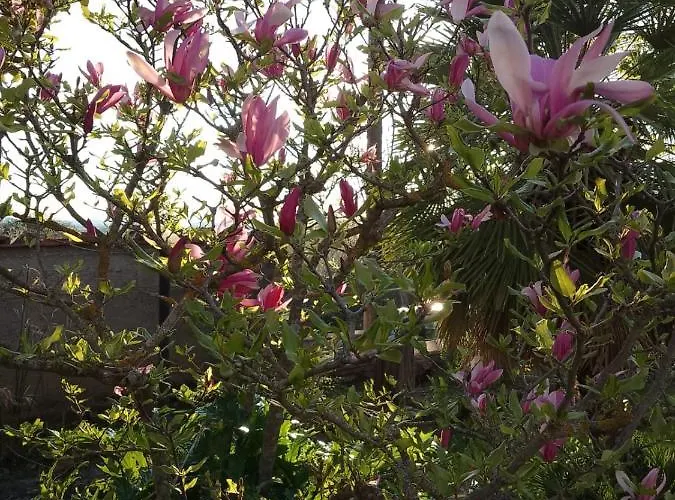 Apartamento Magnolia *