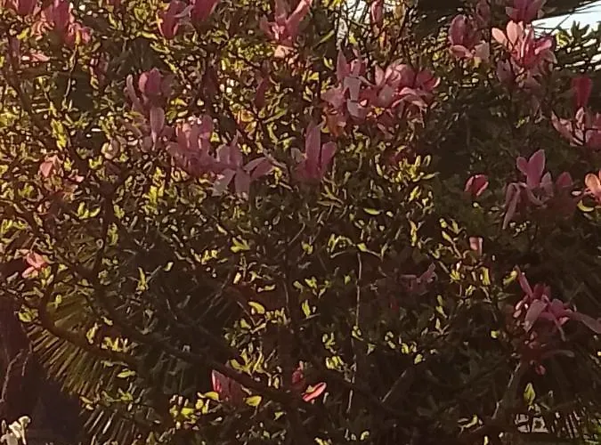Magnolia