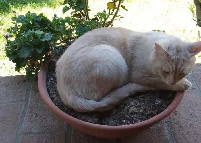 Apartamento Magnolia